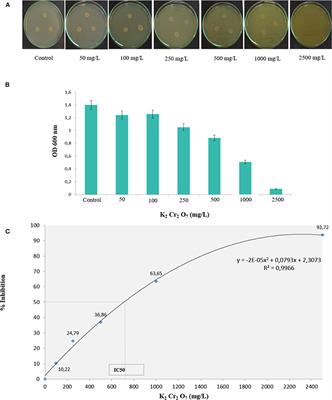 New Plant Growth-Promoting, Chromium-Detoxifying Microbacterium Species Isolated From a Tannery Wastewater: Performance and Genomic Insights